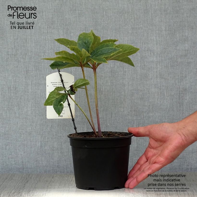 Exemplaar van Helleborus - lenteroos Pot van 2 l/3 l zoals geleverd in de zomer