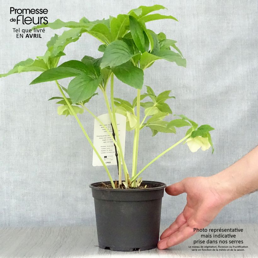 Exemplaar van Helleborus - lenteroos Pot van 2 l/3 l zoals geleverd in de lente