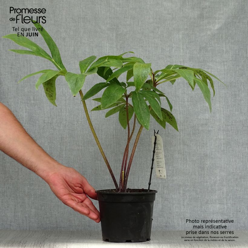 Exemplaar van Helleborus Green - Lenteroos groen Pot van 2 l/3 l zoals geleverd in de zomer