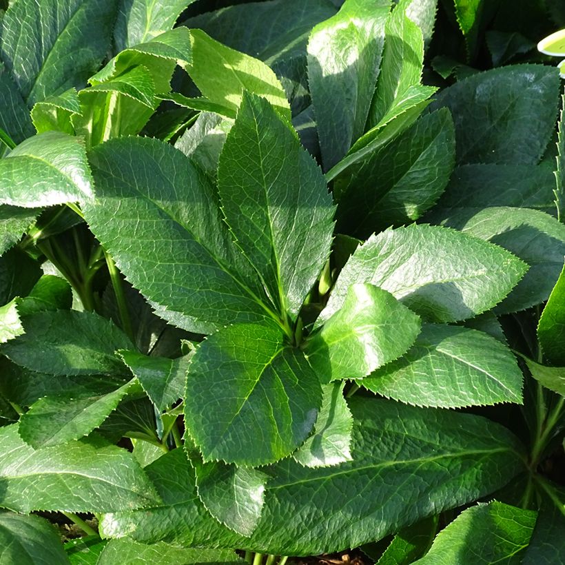 Helleborus ViV Alessandra - Lenteroos (Blad)
