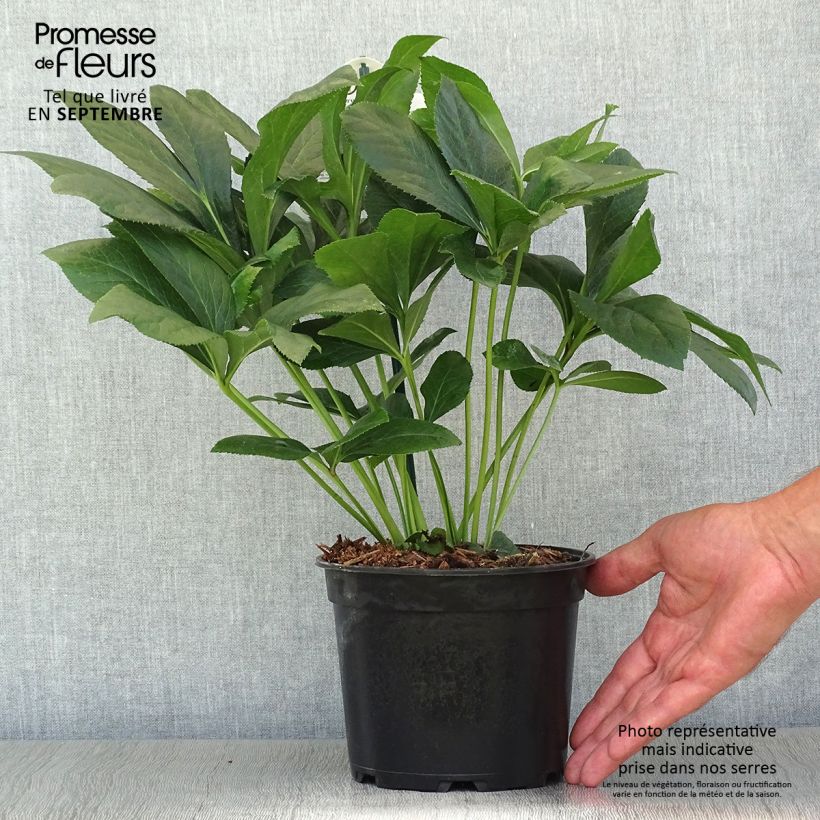 Exemplaar van Helleborus ViV Alessandra - Lenteroos Pot van 2 l/3 l zoals geleverd in de herfst