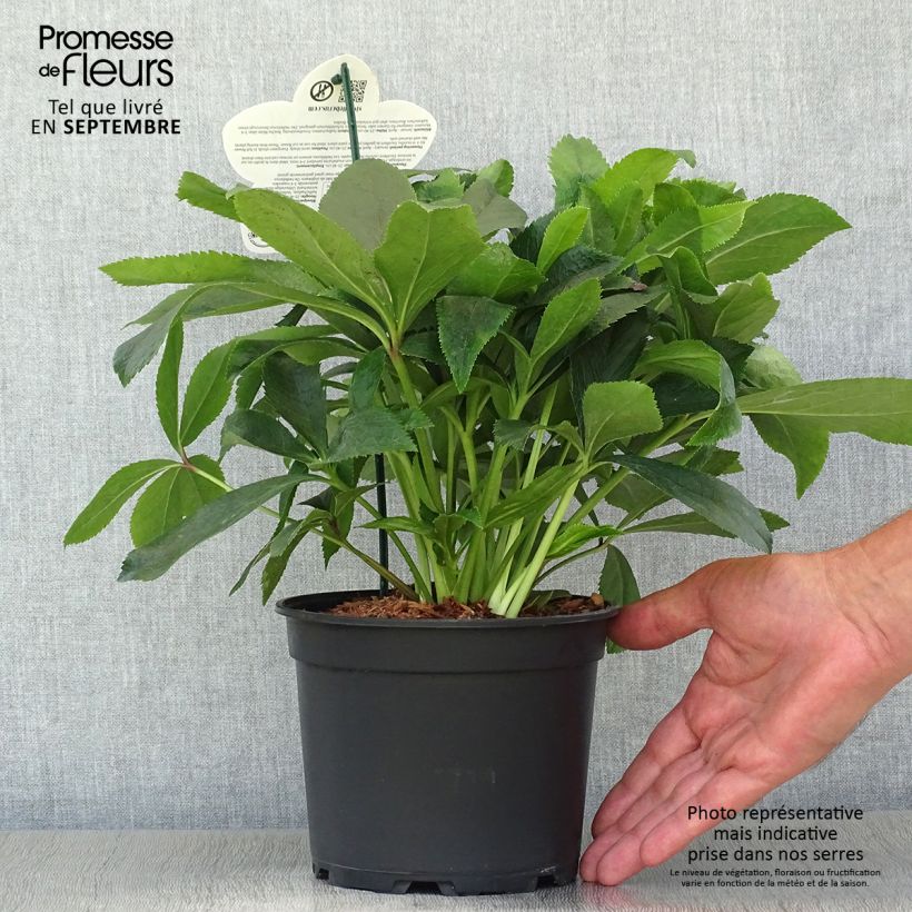 Exemplaar van Helleborus ViV Alessia - Lenteroos Pot van 2 l/3 l zoals geleverd in de herfst