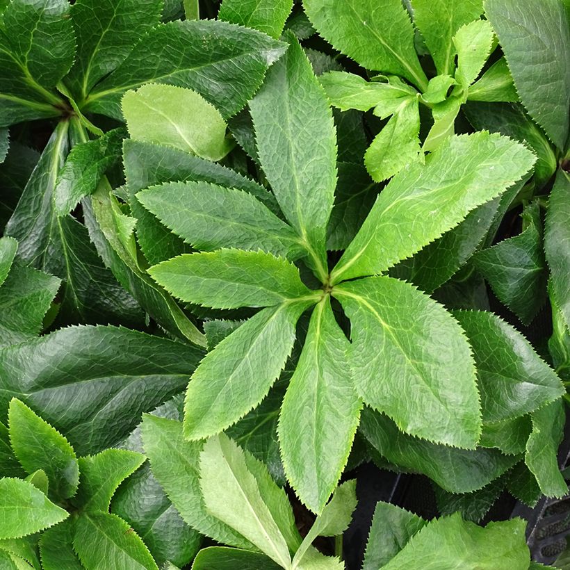 Helleborus ViV Antonella - Lenteroos (Blad)