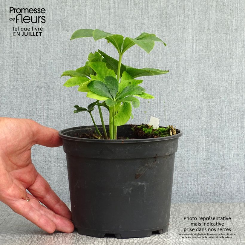 Exemplaar van Helleborus ViV Ariana - Lenteroos Pot van 2 l/3 l zoals geleverd in de zomer