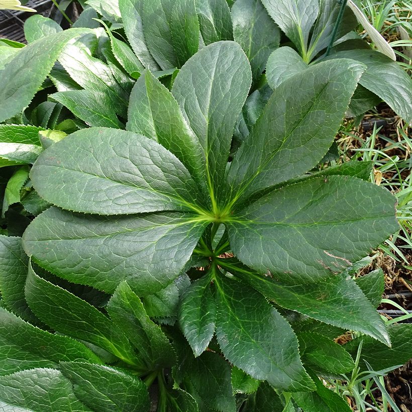 Helleborus iV Batista - lenteroos (Blad)