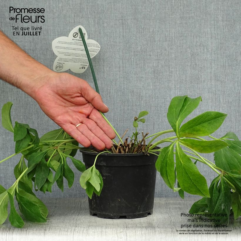 Exemplaar van Helleborus iV Batista - lenteroos Pot van 2 l/3 l zoals geleverd in de zomer