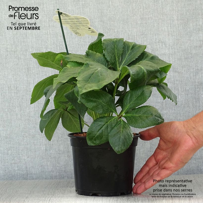 Exemplaar van Helleborus ViV Benedetta - Lenteroos Pot van 2 l/3 l zoals geleverd in de herfst
