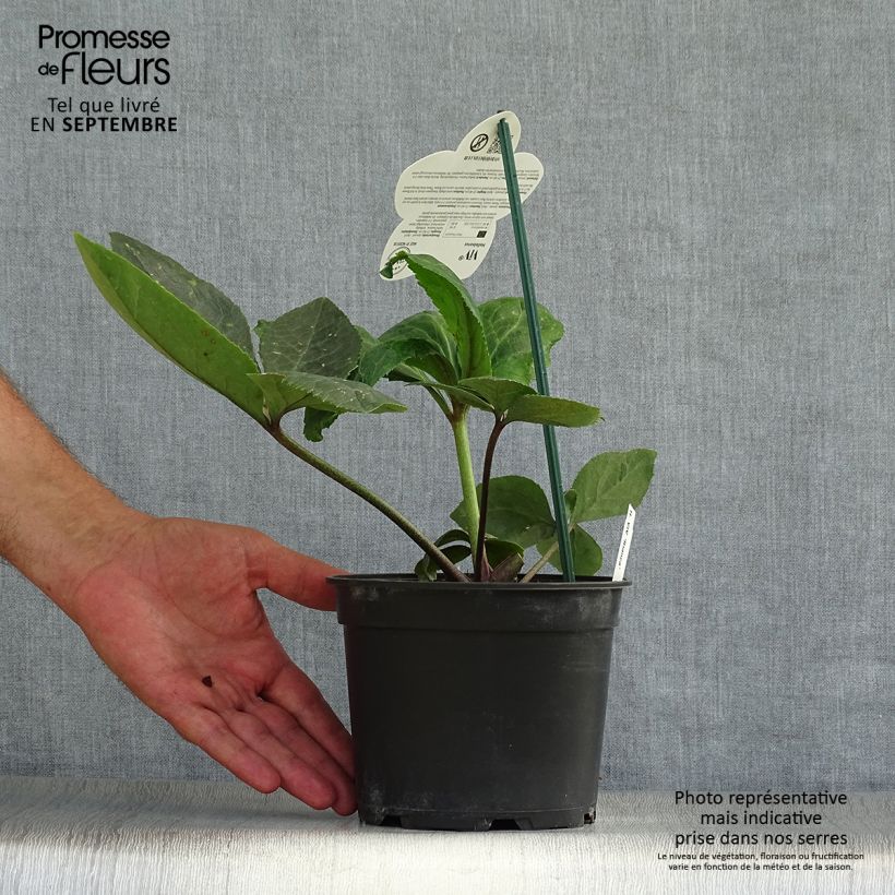 Exemplaar van Helleborus orientalis ViV Bianca - Kerstroos Pot van 2 l/3 l zoals geleverd in de herfst