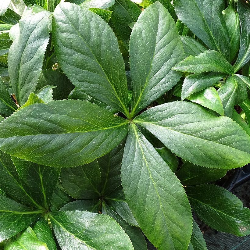 Helleborus ViV Carlotta - lenteroos (Blad)