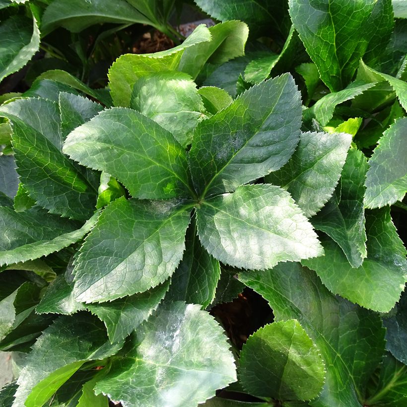 Helleborus ViV Catharina - Lenteroos (Blad)