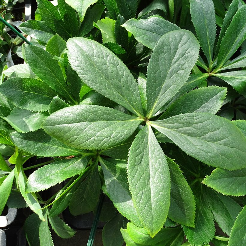 Helleborus ViV Clarissa - lenteroos (Blad)