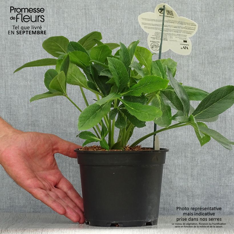 Exemplaar van Helleborus ViV Clarissa - lenteroos Pot van 2 l/3 l zoals geleverd in de herfst