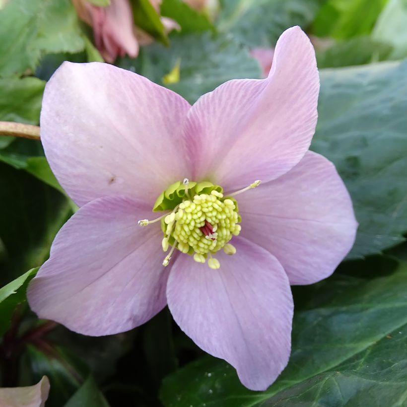 Helleborus ViV Diana BIO - Lenteroos (Bloei)