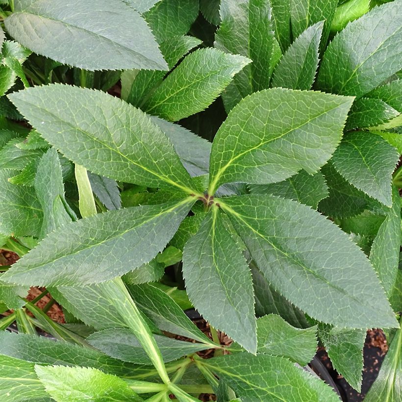 Helleborus ViV Eleonora - Lenteroos (Blad)