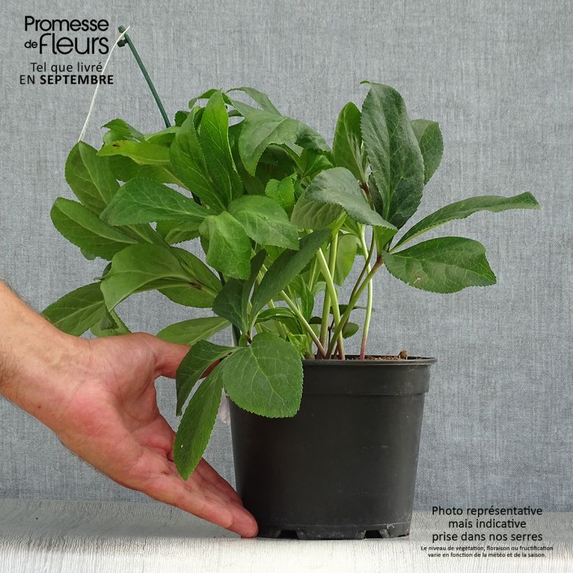 Exemplaar van Helleborus ViV Gianina - lenteroos Pot van 2 l/3 l zoals geleverd in de herfst