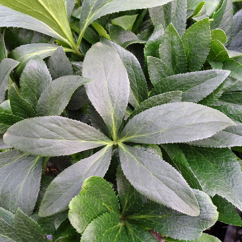 Helleborus ViV Halina - Lenteroos (Blad)