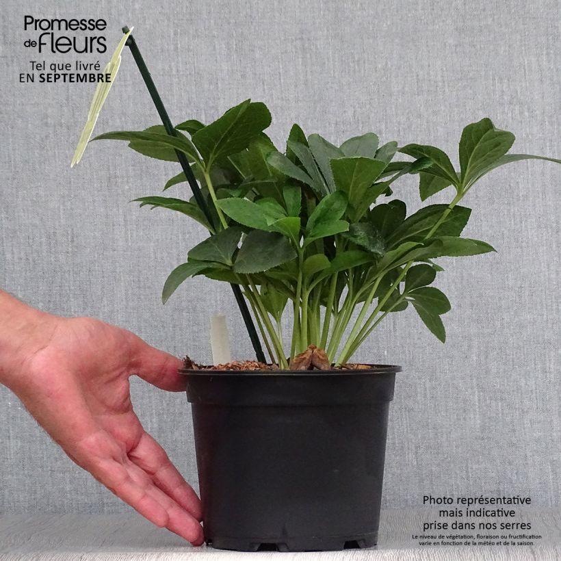 Exemplaar van Helleborus ViV Halina - Lenteroos Pot van 2 l/3 l zoals geleverd in de herfst