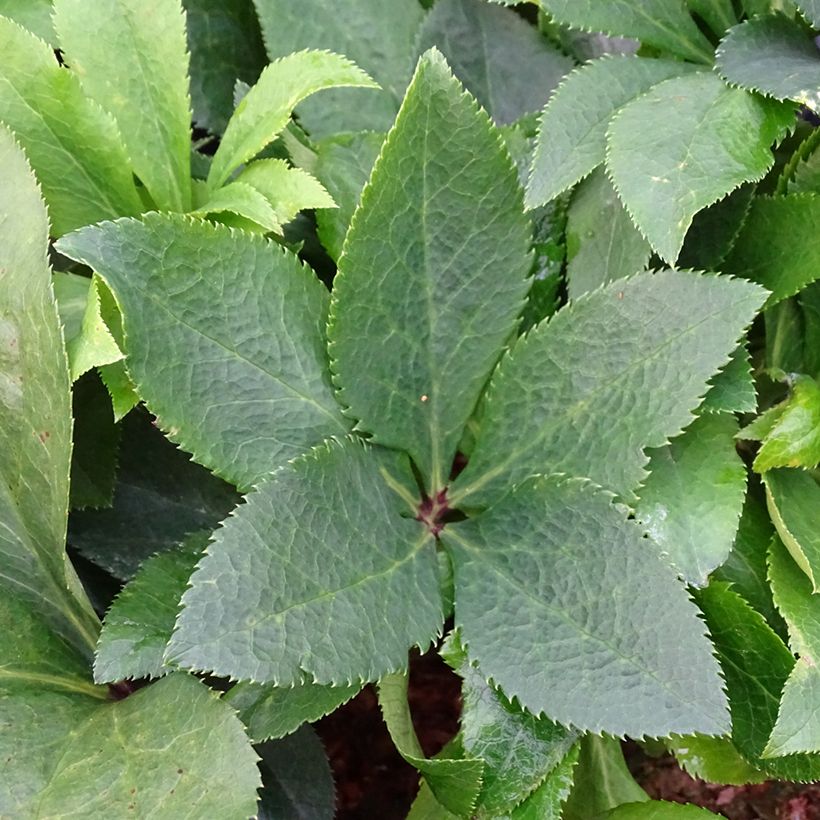 Helleborus ViV Isabella BIO - Lenteroos (Blad)