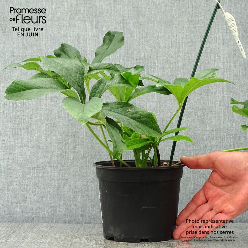Exemplaar van Helleborus ViV Laura - Lenteroos Pot van 2 l/3 l zoals geleverd in de zomer