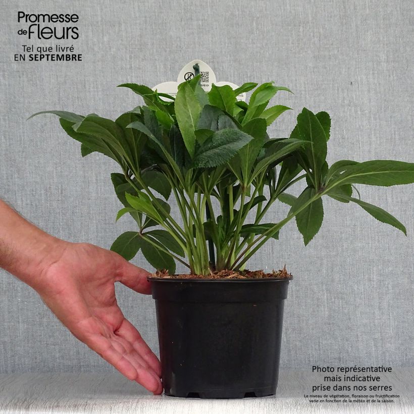 Exemplaar van Helleborus ViV Liliana - Lenteroos Pot van 2 l/3 l zoals geleverd in de herfst
