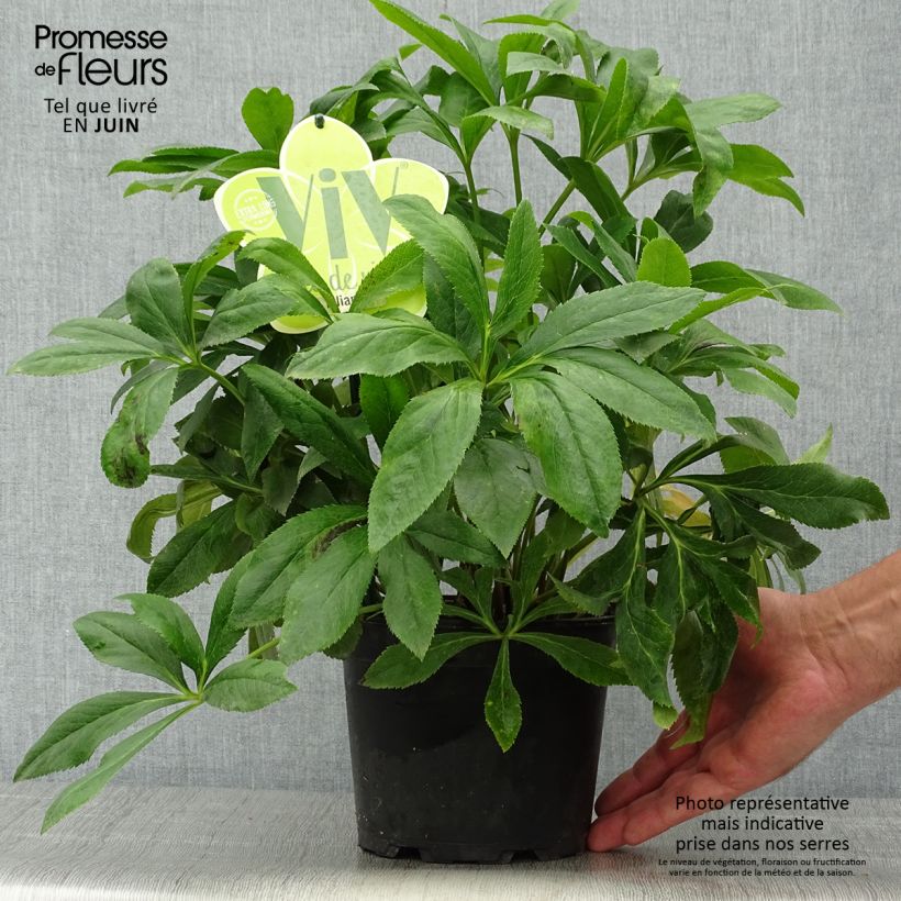 Exemplaar van Helleborus ViV Liliana - Lenteroos Pot van 2 l/3 l zoals geleverd in de zomer