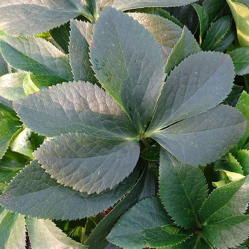 Helleborus ViV Lucrezia - Lenteroos (Blad)
