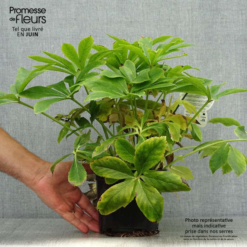 Exemplaar van Helleborus ViV Lucrezia - Lenteroos Pot van 2 l/3 l zoals geleverd in de zomer