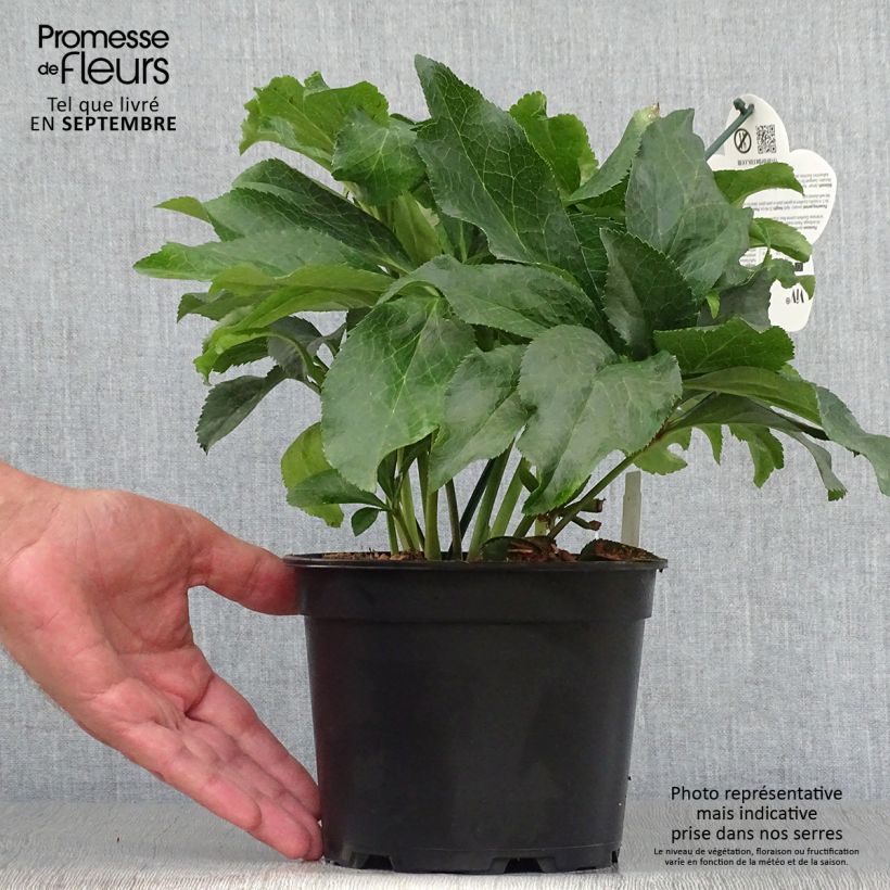 Exemplaar van Helleborus ViV Micaela - lenteroos Pot van 2 l/3 l zoals geleverd in de herfst