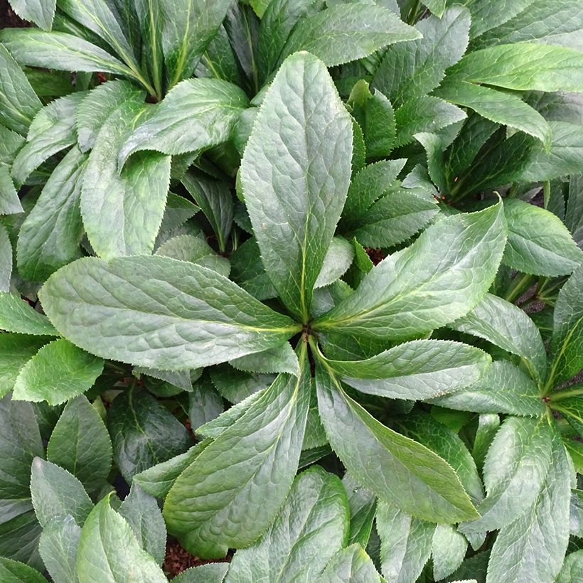 Helleborus ViV Patrizia - Lenteroos (Blad)