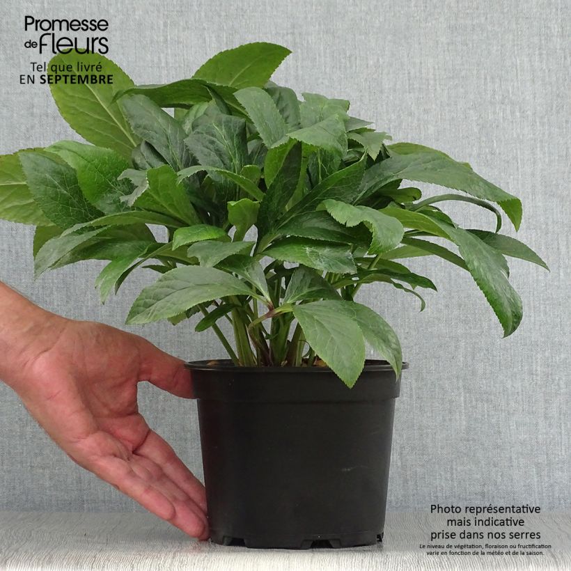 Exemplaar van Helleborus ViV Patrizia - Lenteroos Pot van 2 l/3 l zoals geleverd in de herfst