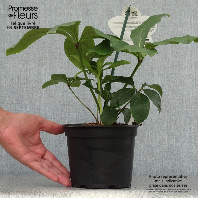Exemplaar van Helleborus ViV Rosa - Lenteroos Pot van 2 l/3 l zoals geleverd in de herfst