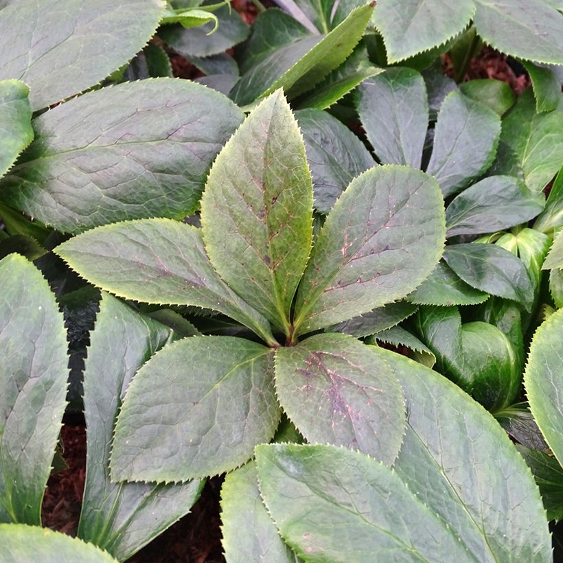 Helleborus ViV Serafina - Lenteroos (Blad)