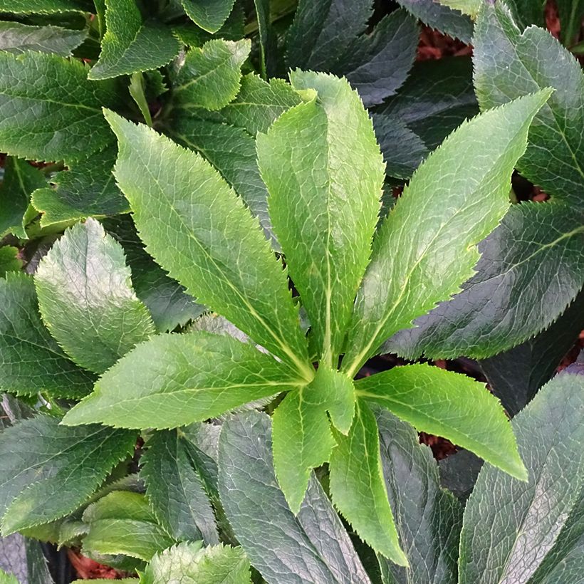 Helleborus ViV Suzanna - Lenteroos (Blad)