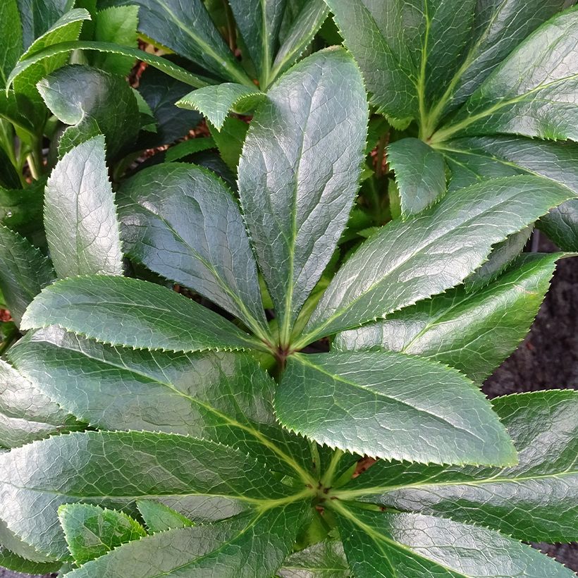 Helleborus ViV Teodora - Lenteroos bio (Blad)