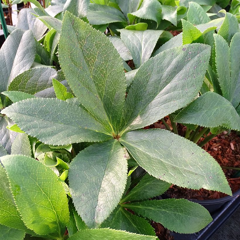 Helleborus ViV Teresa - Lenteroos (Blad)