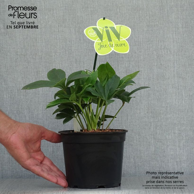 Exemplaar van Helleborus ViV Teresa - Lenteroos Pot van 2 l/3 l zoals geleverd in de herfst