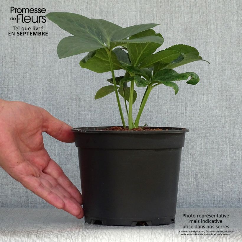 Exemplaar van Helleborus ViV Valentina - Lenteroos Pot van 2 l/3 l zoals geleverd in de herfst