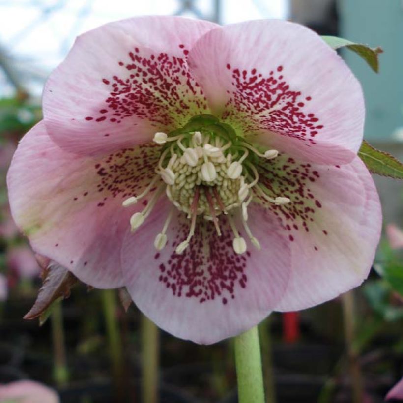 Helleborus Pink Spotted - Lenteroos (Bloei)