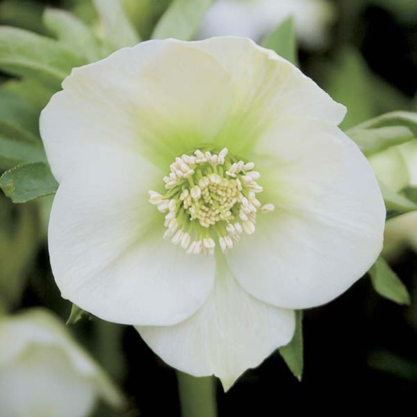 Helleborus White - Lenteroos wit (Bloei)