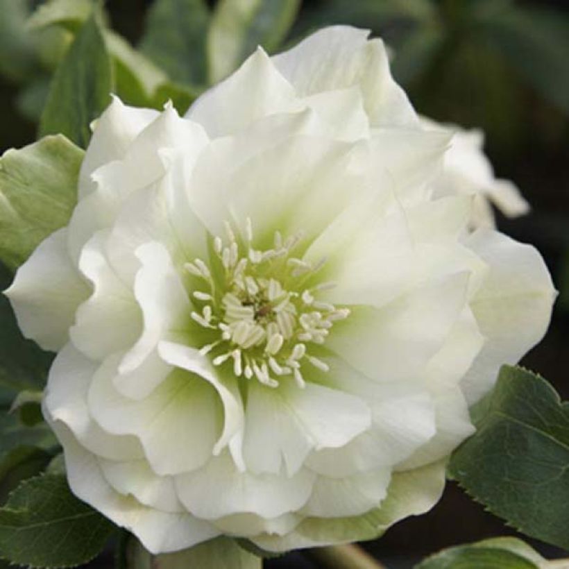 Helleborus Double White- lenteroos dubbel wit (Bloei)