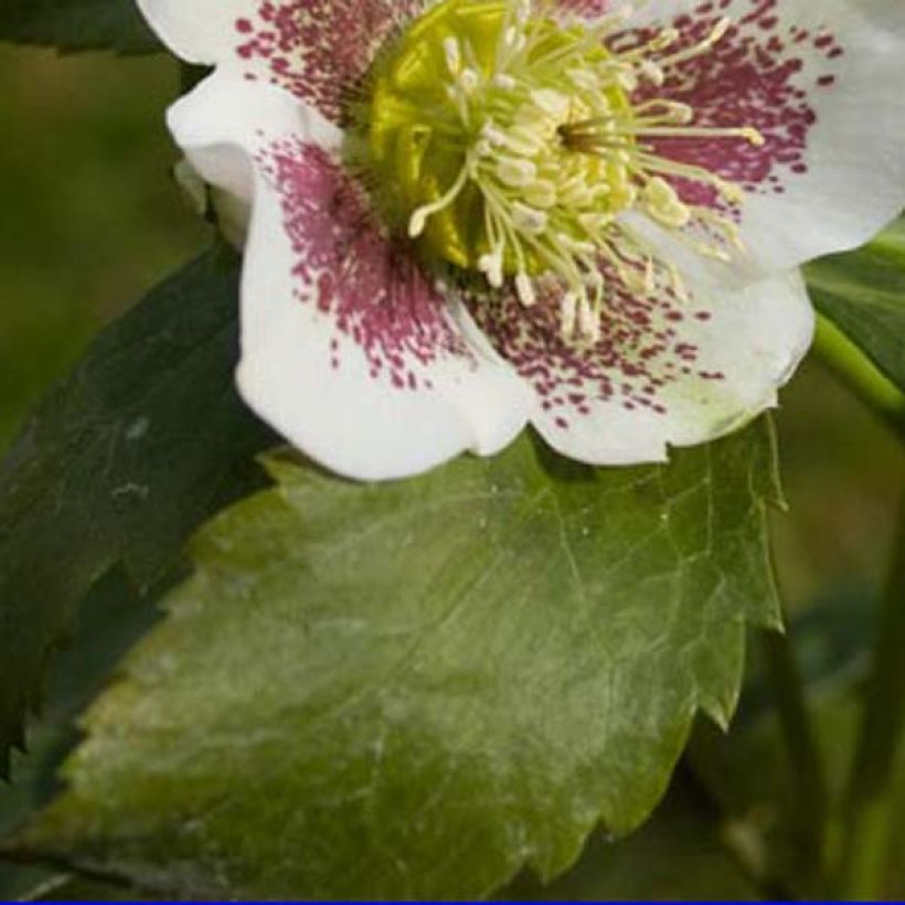 Helleborus White guttatus - Lenteroos wit gespikkeld (Blad)