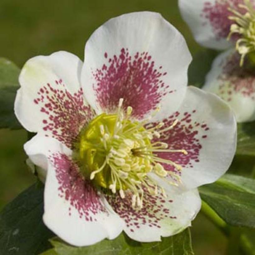 Helleborus White guttatus - Lenteroos wit gespikkeld (Bloei)