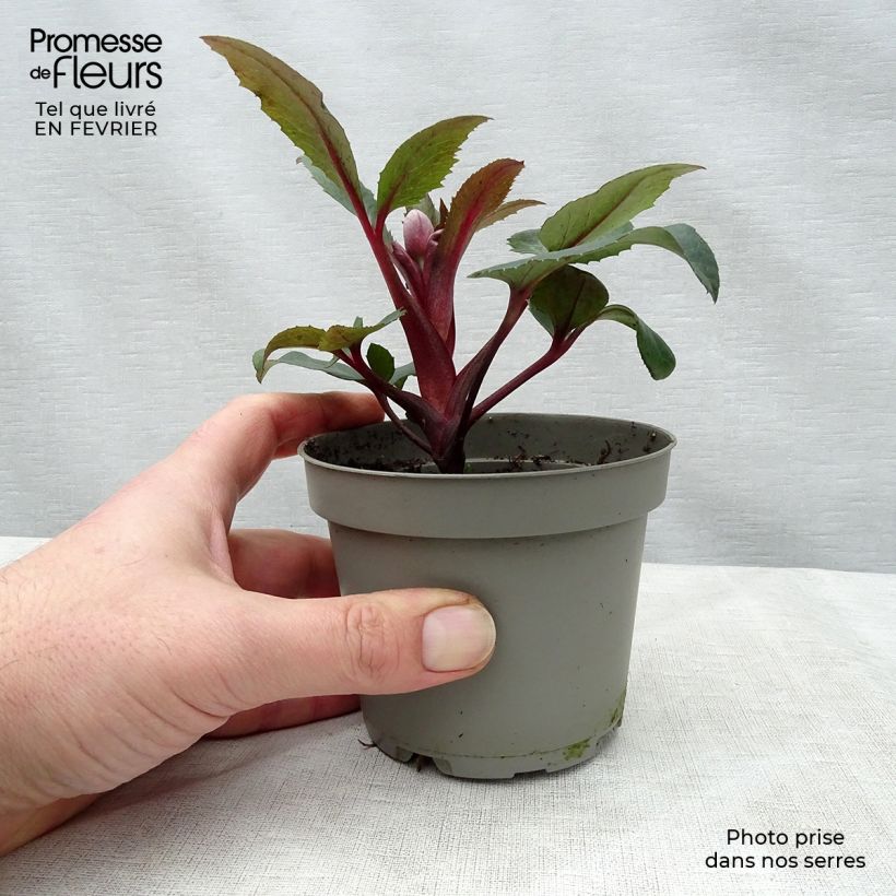 Exemplaar van Helleborus sternii Flame - Kerstroos Pot van 12 cm / 13 cm zoals geleverd in de winter
