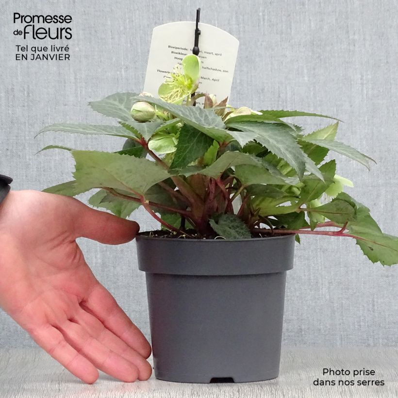 Exemplaar van Helleborus sternii Grey Star - Kerstroos Kweekpotje van 8/9 cm zoals geleverd in de winter