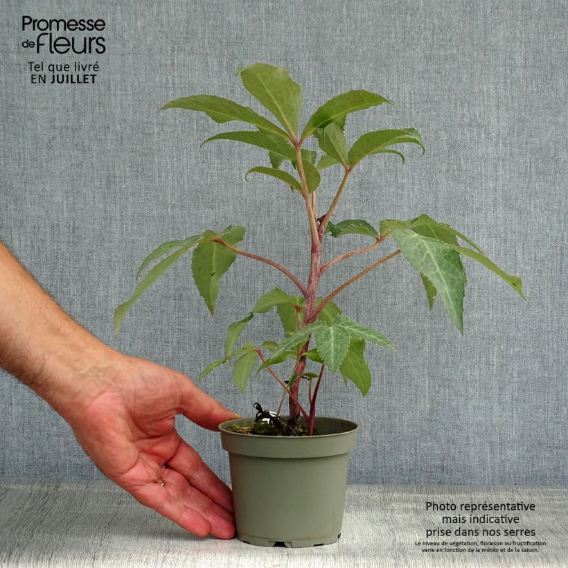 Exemplaar van Helleborus sternii - Kerstroos Pot van 12 cm / 13 cm zoals geleverd in de zomer