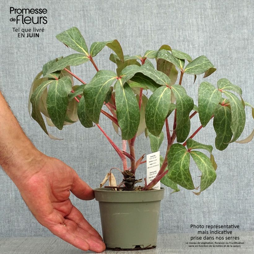 Exemplaar van Helleborus sternii - Kerstroos Pot van 1 l/1,5 l zoals geleverd in de zomer