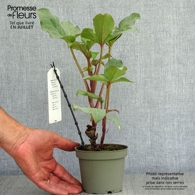 Exemplaar van Helleborus sternii Remi - Kerstroos Pot van 1 l/1,5 l zoals geleverd in de zomer