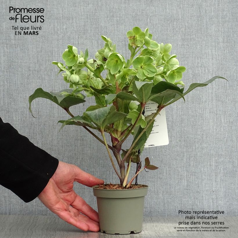 Exemplaar van Helleborus sternii Remi - Kerstroos Pot van 1 l/1,5 l zoals geleverd in de lente