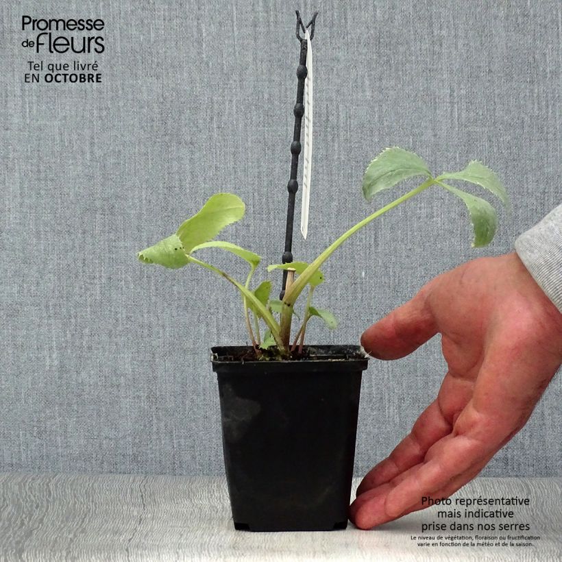 Exemplaar van Helleborus sternii Remi - Kerstroos Pot van 12 cm / 13 cm zoals geleverd in de herfst
