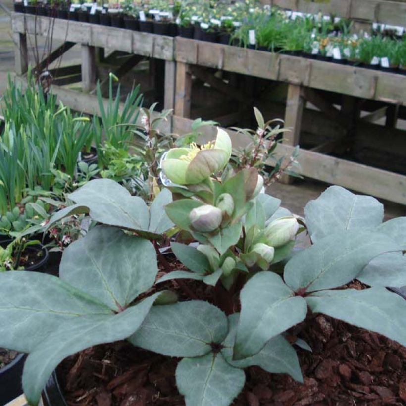 Helleborus sternii Grey Star - Kerstroos (Groeiplaats)